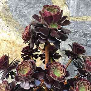 Tree aeonium(Aeonium arboreum)