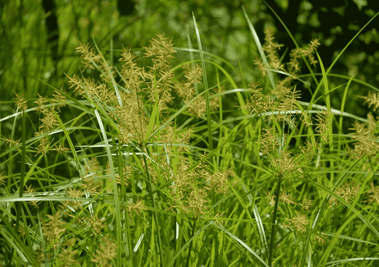 Nut grass(Cyperus rotundus)