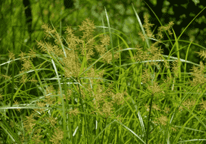 Nut grass(Cyperus rotundus)