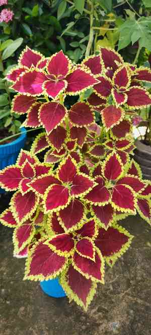 Coleus madagascariensis(Coleus madagascariensis)