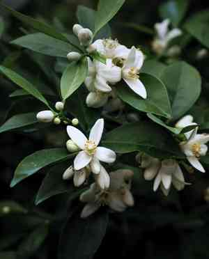 Bitter orange(Citrus × aurantium)