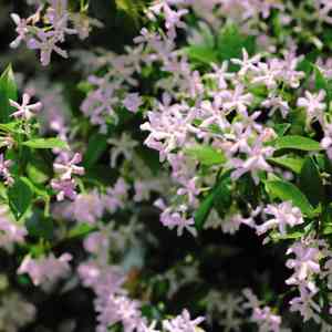 Asiatic jasmine(Trachelospermum asiaticum)