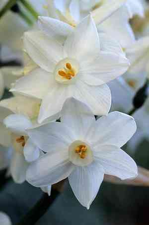 Paperwhite narcissus(Narcissus papyraceus)