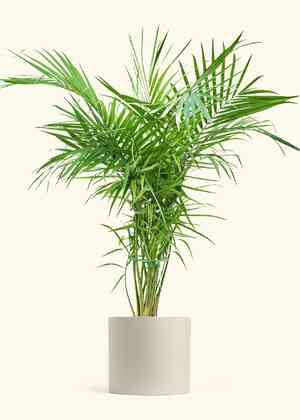 Majestic palm(Ravenea rivularis)