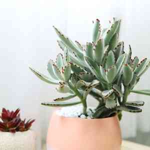 Chocolate soldier(Kalanchoe tomentosa)
