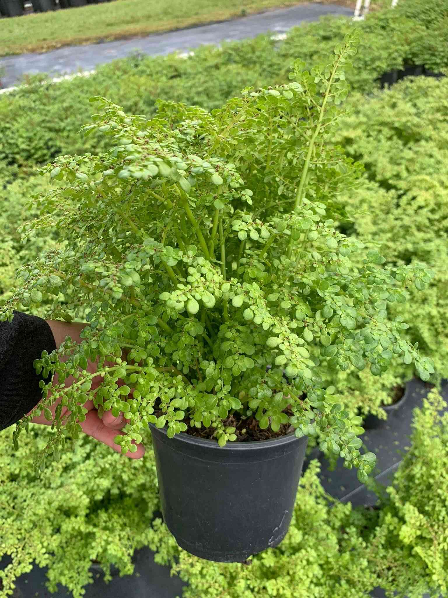 Artillery plant(Pilea microphylla)