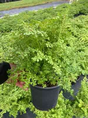 Artillery plant(Pilea microphylla)