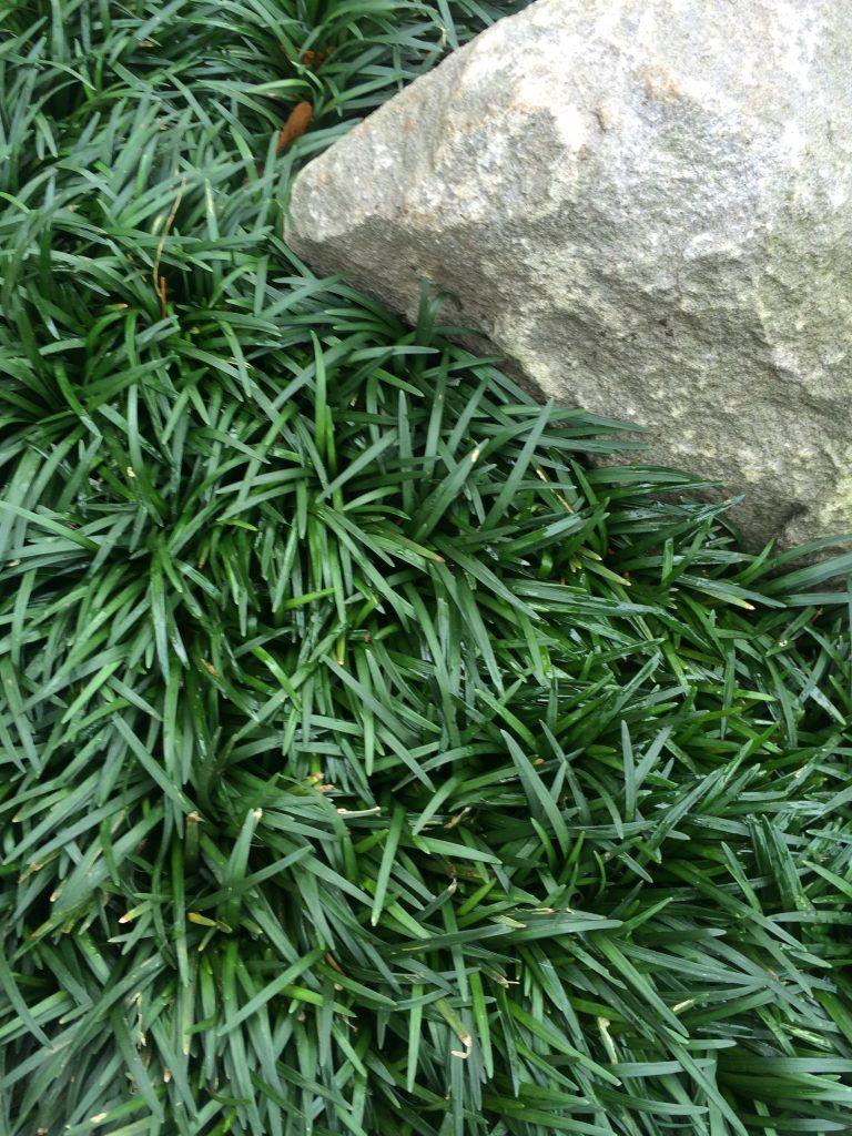 Dwarf lilyturf