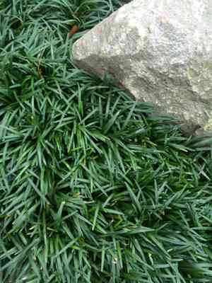 Dwarf lilyturf(Ophiopogon japonicus)