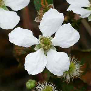 Sawtooth blackberry(Rubus argutus)