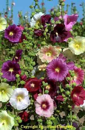 Alcea biennis(Alcea biennis)