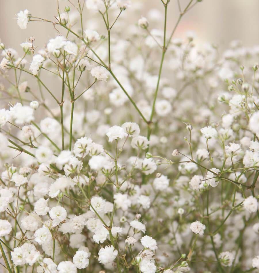 Baby's breath