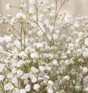 Baby's breath(Gypsophila paniculata)