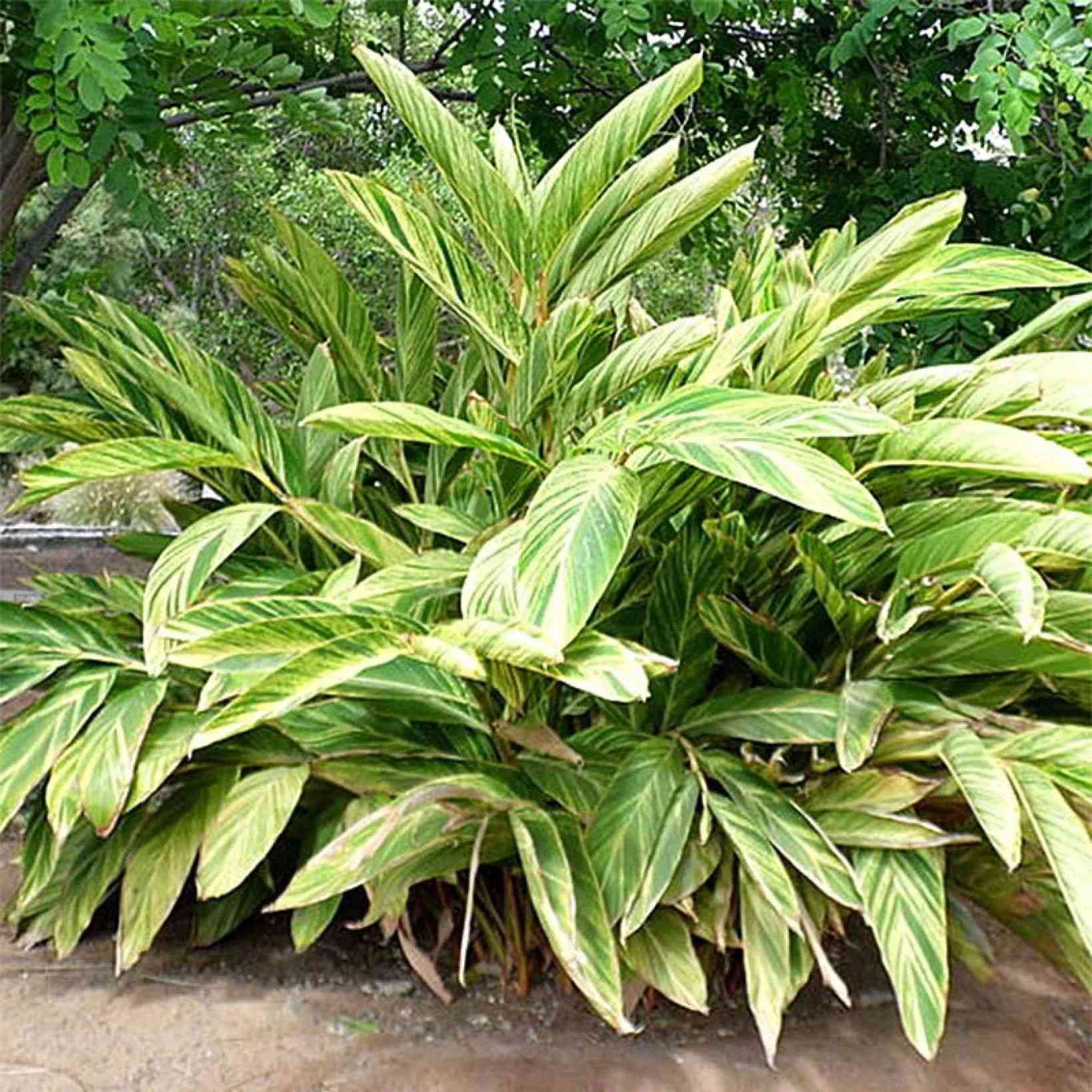Alpinia zerumbet(Alpinia zerumbet)