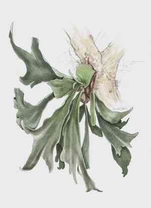 Elkhorn fern(Platycerium bifurcatum)