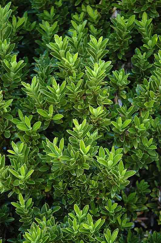 Evergreen spindle(Euonymus japonicus)