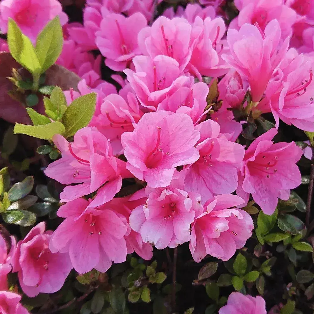 Red azalea (Rhododendron simsii) Care Guide: Pests, Diseases, Watering ...