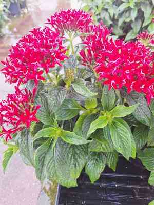 Egyptian starcluster(Pentas lanceolata)