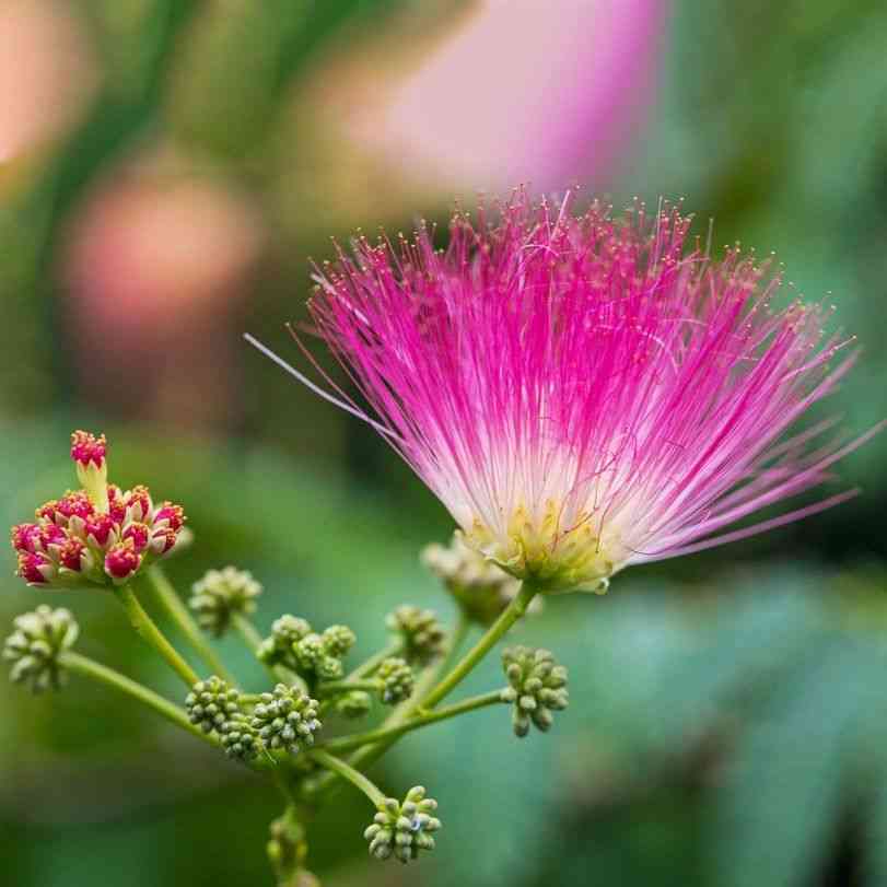 Persian silk tree(Albizia julibrissin)