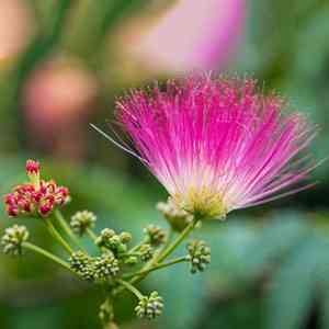 Persian silk tree(Albizia julibrissin)