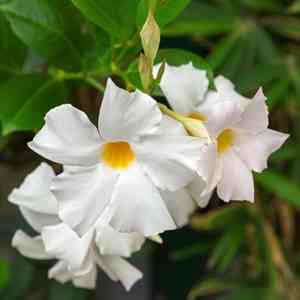 Brazilian jasmine(Mandevilla sanderi)