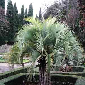 Jelly palm(Butia capitata)
