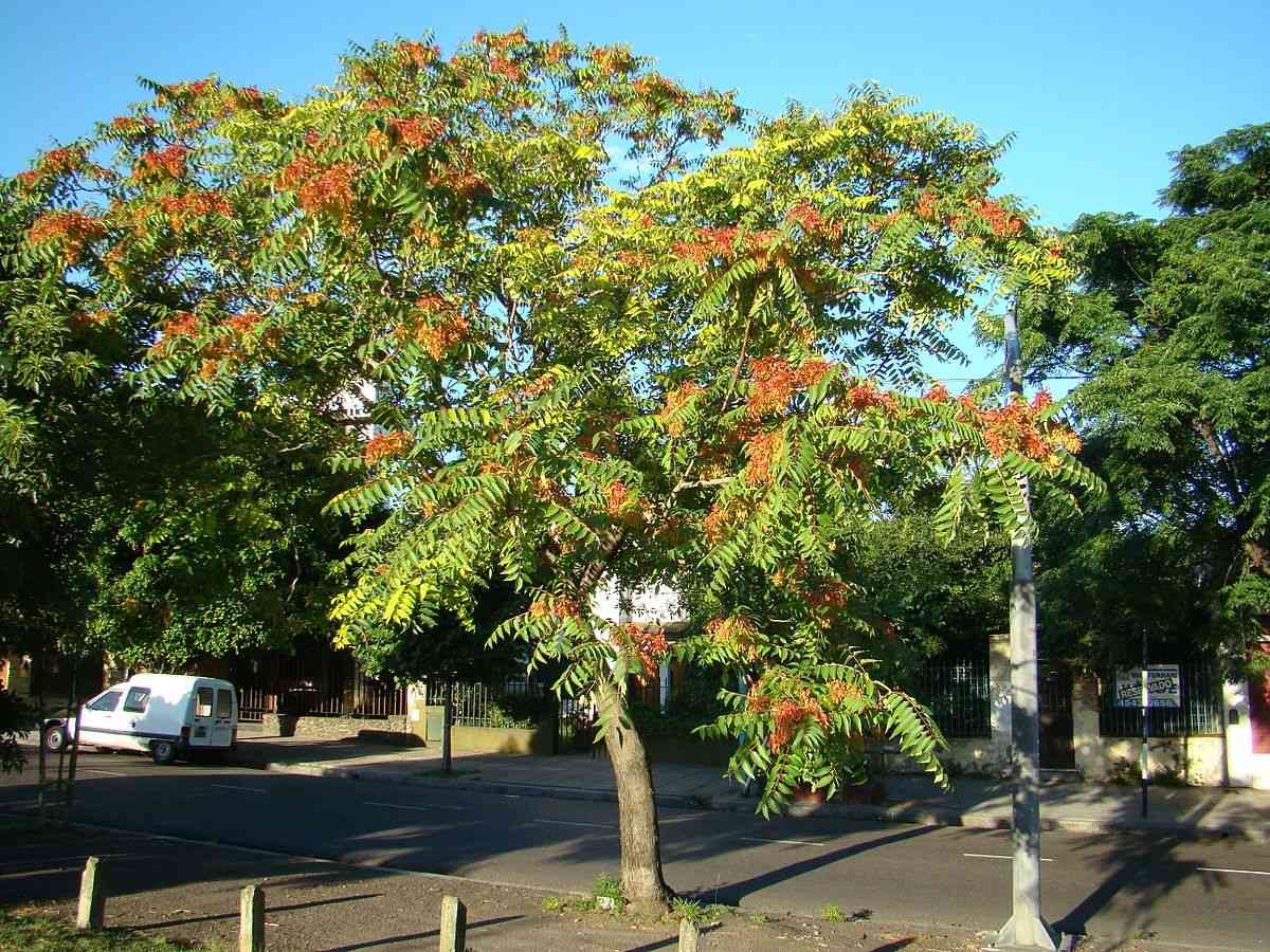 Tree of heaven(Ailanthus altissima)