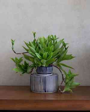 Basket plant(Callisia fragrans)