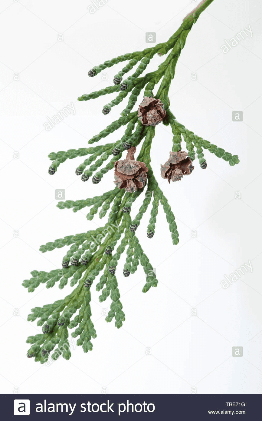 Hinoki cypress