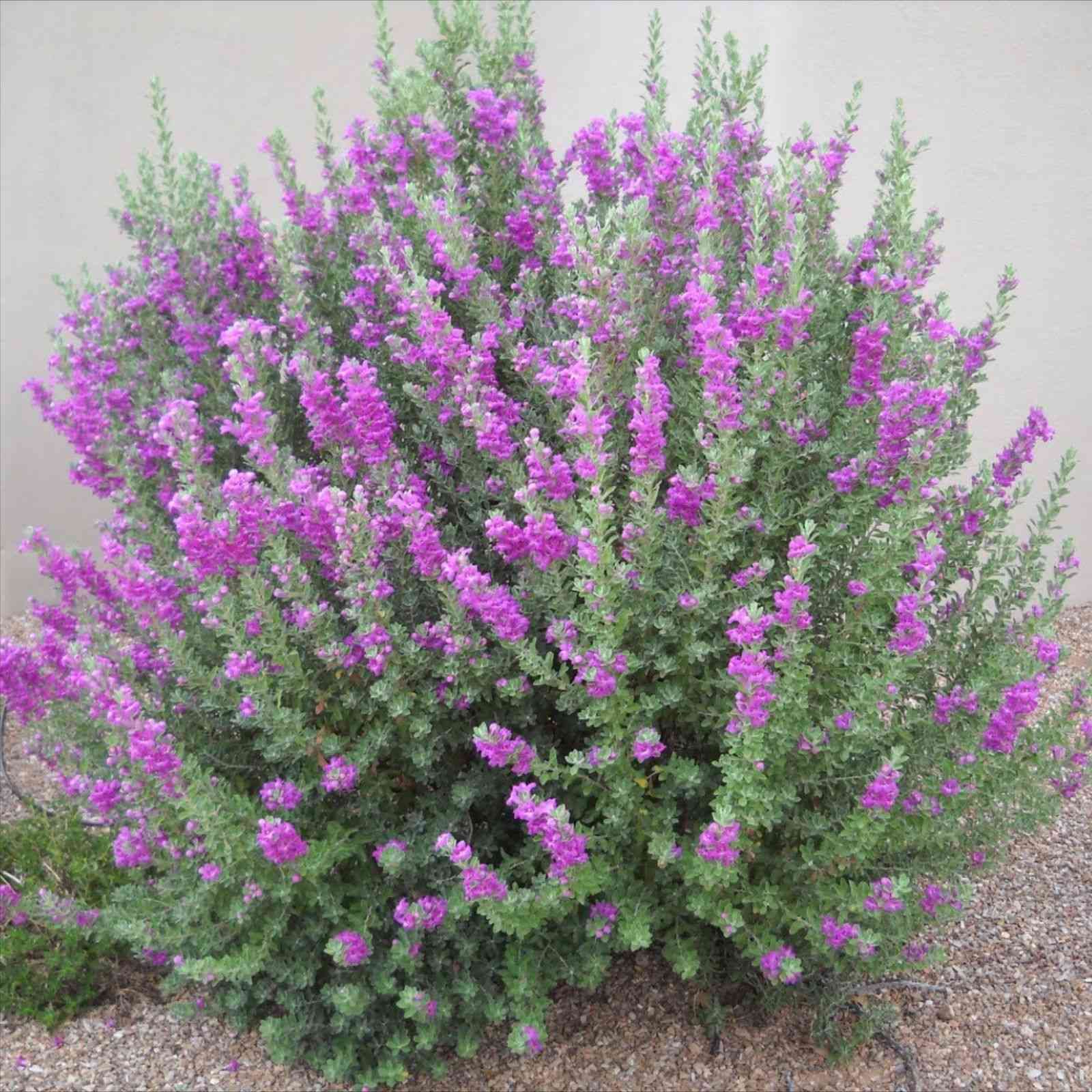 Texas ranger(Leucophyllum frutescens)