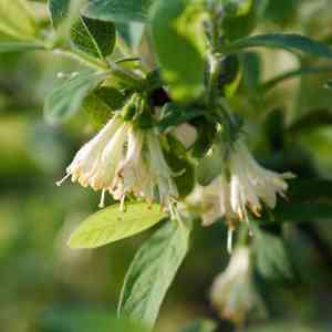 Honeyberry(Lonicera caerulea)
