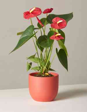 Pigtail anthurium(Anthurium scherzerianum)