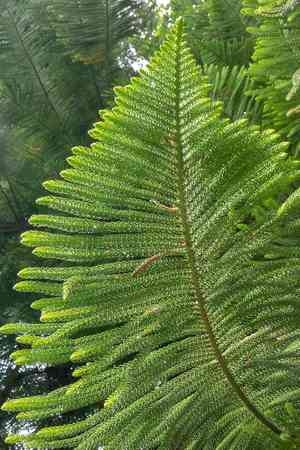 New caledonia pine(Araucaria columnaris)