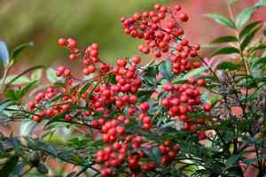Heavenly bamboo(Nandina domestica)