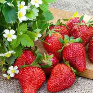 Fragaria × ananassa(Fragaria × ananassa)