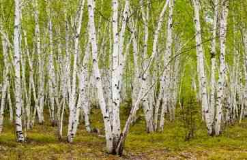 Paper birch(Betula papyrifera)