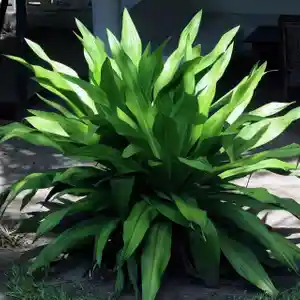 Cast-iron plant(Aspidistra elatior)