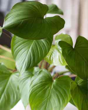 Queen of hearts(Homalomena rubescens)