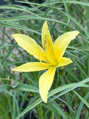 Yellow daylily(Hemerocallis lilioasphodelus)