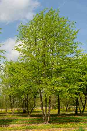 Tilia × europaea(Tilia × europaea)