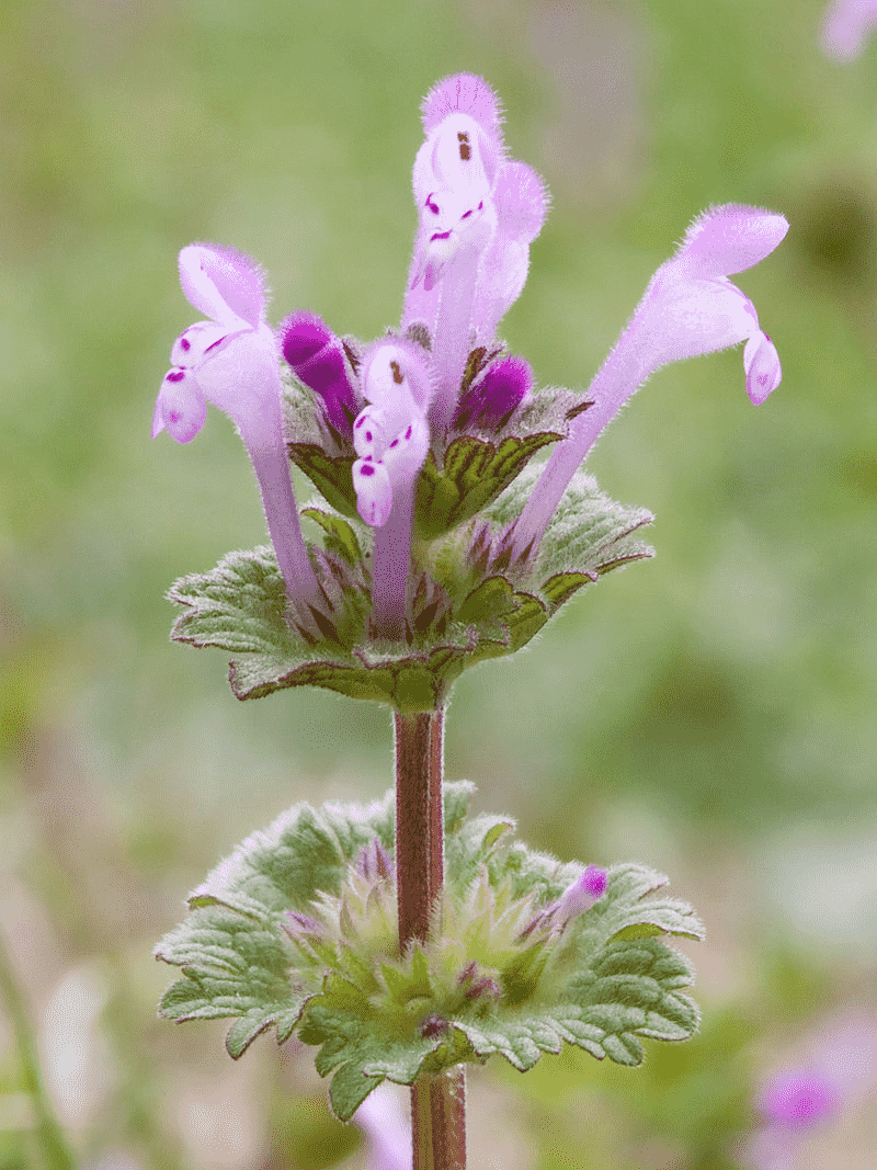 Henbit deadnettle(Lamium amplexicaule)