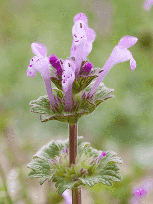 Henbit deadnettle(Lamium amplexicaule)