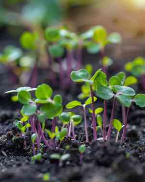 Radish(Raphanus sativus)