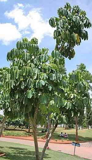 Heptapleurum actinophyllum(Heptapleurum actinophyllum)