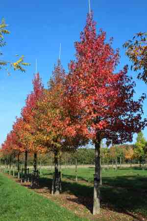 Sweetgum(Liquidambar styraciflua)