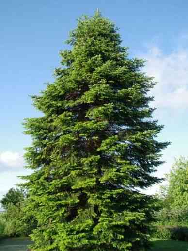 Caucasian fir(Abies nordmanniana)