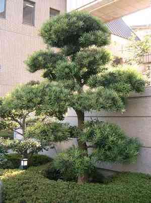 Buddhist pine(Podocarpus macrophyllus)