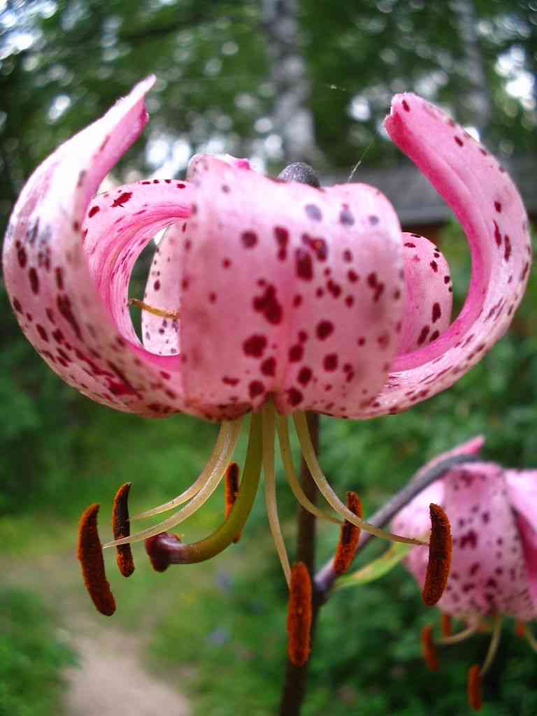Tiger lily(Lilium lancifolium)