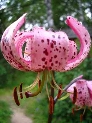 Tiger lily(Lilium lancifolium)