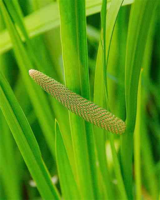 Sweet flag(Acorus calamus)